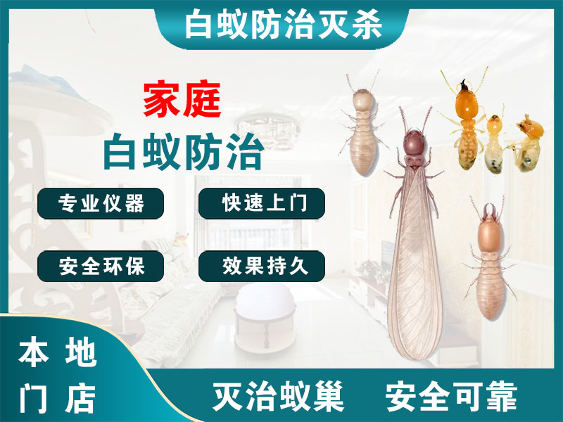 张家港市家庭白蚁防治